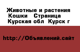 Животные и растения Кошки - Страница 2 . Курская обл.,Курск г.